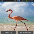 Outre le fond d'écran animé La plage pour Android téléchargez l'apk gratuit de screensaver Flamant .