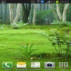 Outre le fond d'écran animé Les orchidées  pour Android téléchargez l'apk gratuit de screensaver Paysage forestier.