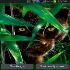 Outre le fond d'écran animé Mon rendez-vous pour Android téléchargez l'apk gratuit de screensaver Panthère forestière.