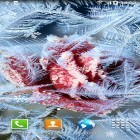 Outre le fond d'écran animé Snowboarding pour Android téléchargez l'apk gratuit de screensaver Fleurs d'hiver.
