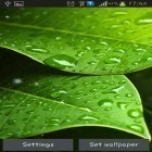 Outre le fond d'écran animé Le cristal magique  pour Android téléchargez l'apk gratuit de screensaver Feuilles vertes.