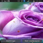 Outre le fond d'écran animé Tulipes  pour Android téléchargez l'apk gratuit de screensaver Félicitations: 8 mars.