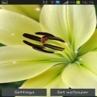 Outre le fond d'écran animé Fleurs fantastiques   pour Android téléchargez l'apk gratuit de screensaver Lis.