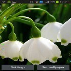 Outre le fond d'écran animé Fond d'écran sympa: Eternité pour Android téléchargez l'apk gratuit de screensaver Muguets de forêt .