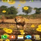 Téléchargez Lion  sur Android et d'autres fonds d'écran animés gratuits pour Sony Ericsson W550.