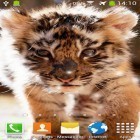 Outre le fond d'écran animé La neige deluxe  pour Android téléchargez l'apk gratuit de screensaver Petit tigre.