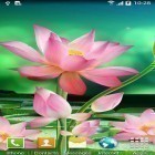Outre le fond d'écran animé Mer  pour Android téléchargez l'apk gratuit de screensaver Fleurs de lotus .
