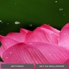 Outre le fond d'écran animé Rose blanche   pour Android téléchargez l'apk gratuit de screensaver Nature .