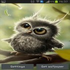 Outre le fond d'écran animé Goutte de pluie pour Android téléchargez l'apk gratuit de screensaver Oiselet de la chouette.
