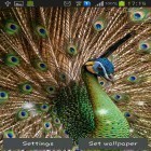 Outre le fond d'écran animé L`arbre domestique  pour Android téléchargez l'apk gratuit de screensaver Plume du paon.