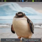 Outre le fond d'écran animé Le jardin celte HD pour Android téléchargez l'apk gratuit de screensaver Manchot .