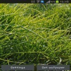 Outre le fond d'écran animé Mixer coloré pour Android téléchargez l'apk gratuit de screensaver Véritable herbe.