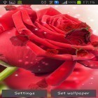 Outre le fond d'écran animé Ions rebondissants   pour Android téléchargez l'apk gratuit de screensaver Rose rouge.