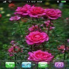 Outre le fond d'écran animé Nature de printemps pour Android téléchargez l'apk gratuit de screensaver Roses: Jardin de paradis.