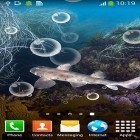 Outre le fond d'écran animé Aurore boréale pour Android téléchargez l'apk gratuit de screensaver Requin.