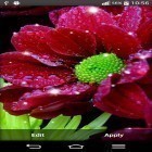 Outre le fond d'écran animé Magie du Noёl  pour Android téléchargez l'apk gratuit de screensaver Fleurs brillantes .