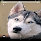 Outre le fond d'écran animé Les planètes  pour Android téléchargez l'apk gratuit de screensaver Husky sibérien .