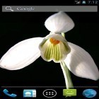 Outre le fond d'écran animé Fleur de montagne  pour Android téléchargez l'apk gratuit de screensaver Perce-neige.