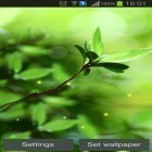Outre le fond d'écran animé Carrés simples pour Android téléchargez l'apk gratuit de screensaver Bourgeons de printemps.