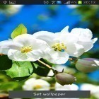 Outre le fond d'écran animé La Terre  pour Android téléchargez l'apk gratuit de screensaver Le printemps arrive .