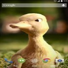 Outre le fond d'écran animé Coucher fantastique du soleil  pour Android téléchargez l'apk gratuit de screensaver Canard parlant .