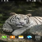 Outre le fond d'écran animé Fleurs roses  pour Android téléchargez l'apk gratuit de screensaver Tigre .