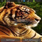 Outre le fond d'écran animé Cerisier en floraison  pour Android téléchargez l'apk gratuit de screensaver Tigres .