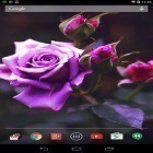 Outre le fond d'écran animé Boules HD  pour Android téléchargez l'apk gratuit de screensaver Rose violette   .