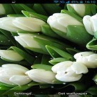 Outre le fond d'écran animé Spirale  pour Android téléchargez l'apk gratuit de screensaver Fleurs blanches.