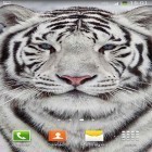 Outre le fond d'écran animé Fruits  pour Android téléchargez l'apk gratuit de screensaver Tigre blanc .
