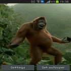 Outre le fond d'écran animé Drapeau irisé  pour Android téléchargez l'apk gratuit de screensaver Danse sauvage d'un singe fou.
