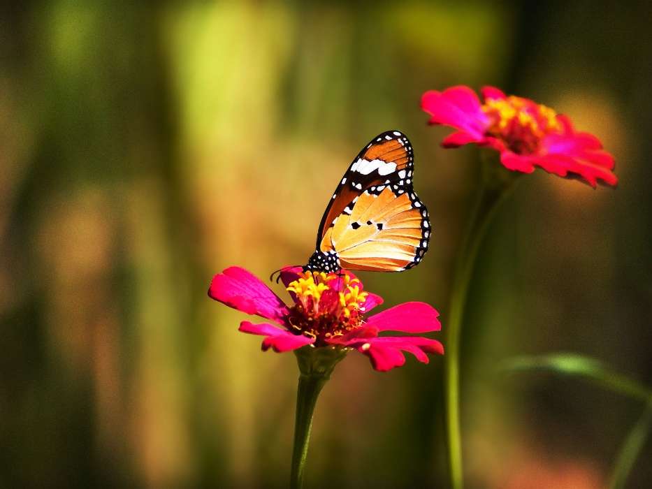 Papillons,Fleurs,Insectes