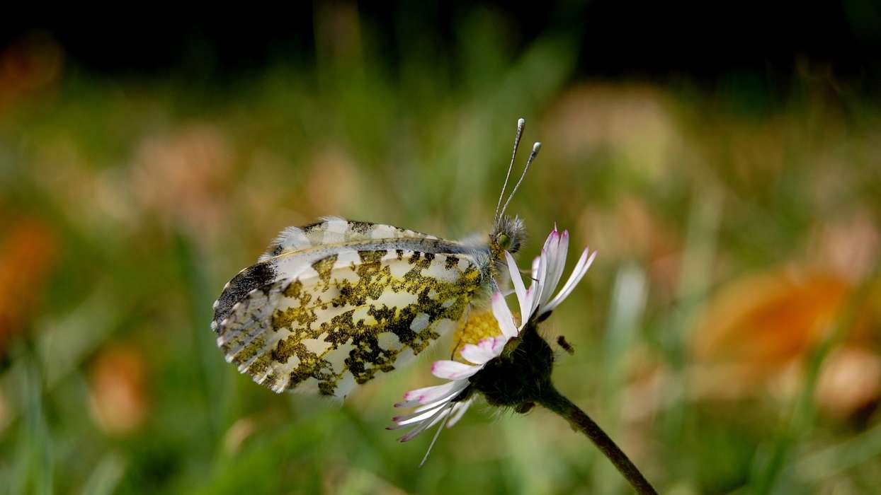 Papillons,Insectes