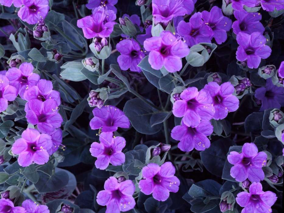 Fleurs,Violettes,Plantes