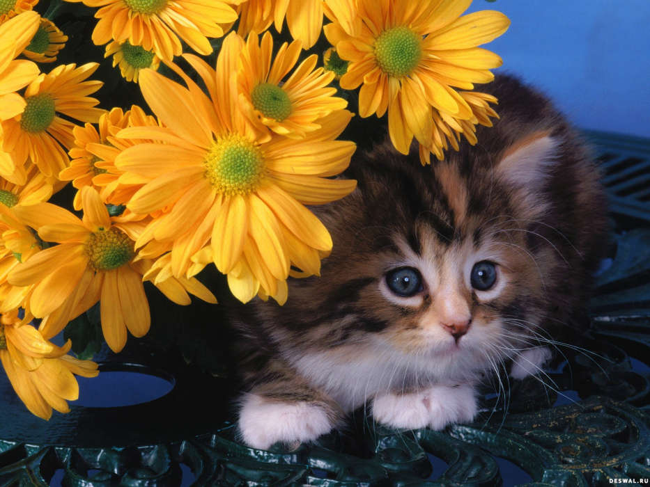 Animaux,Chats,Fleurs