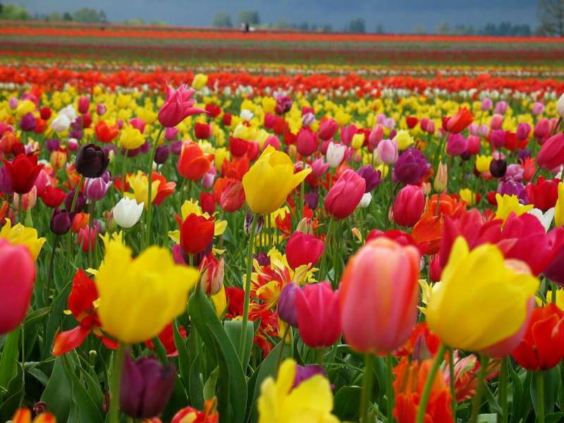 Fleurs,Plantes,Tulipes