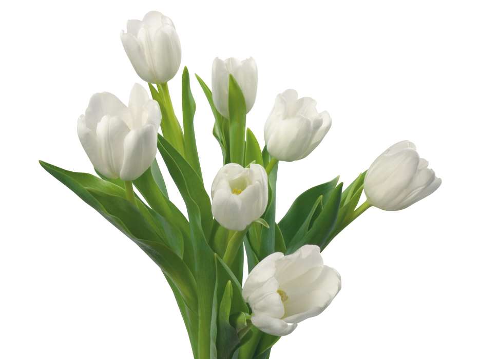 Plantes,Fleurs,Tulipes