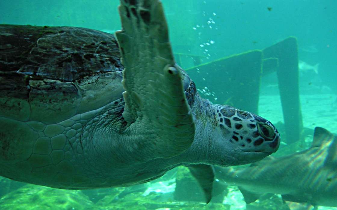 Animaux,Tortues,Mer
