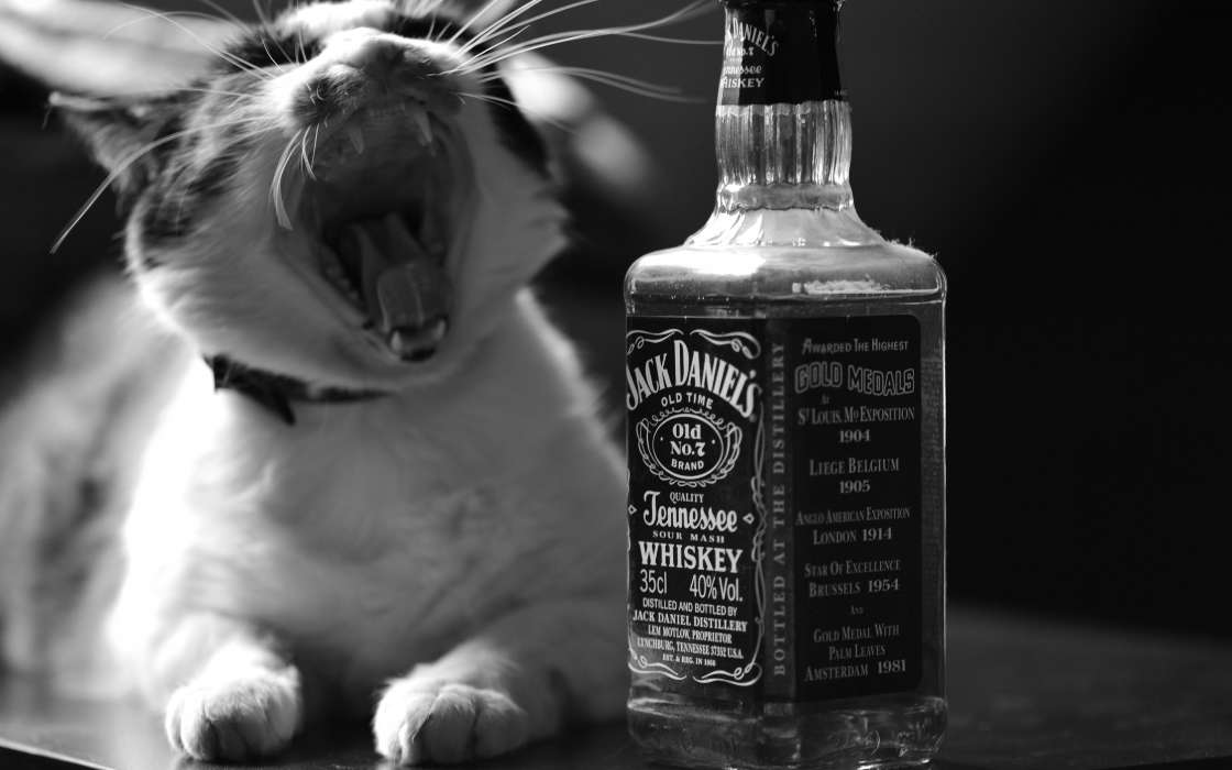 Boissons,Animaux,Chats
