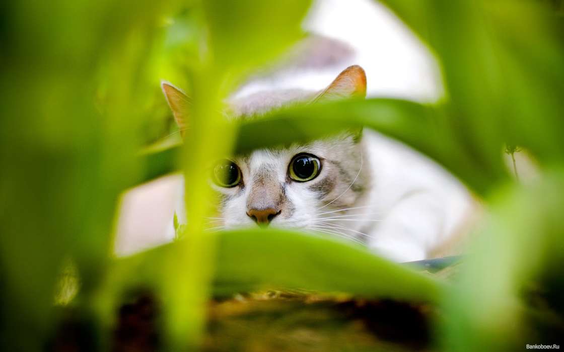 Animaux,Chats,Herbe