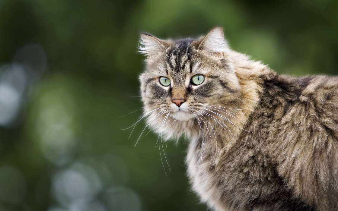 Chats,Animaux