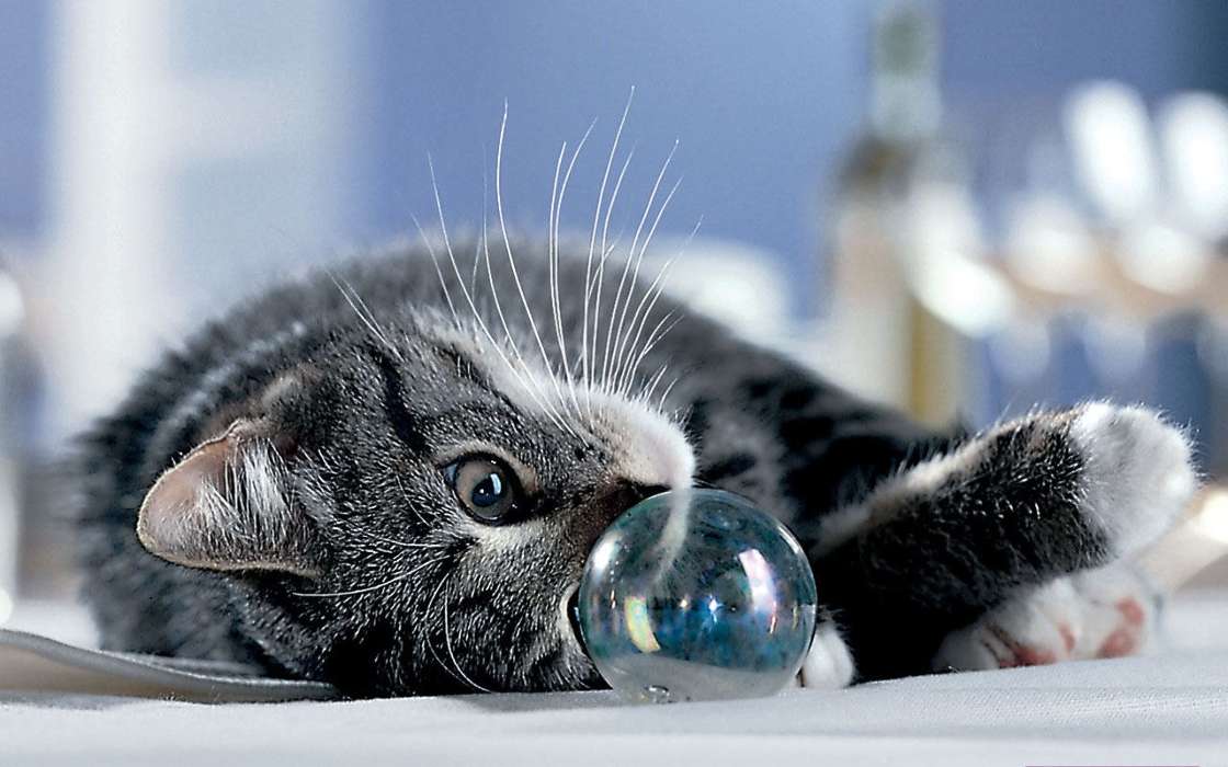 Animaux,Chats,Bubbles