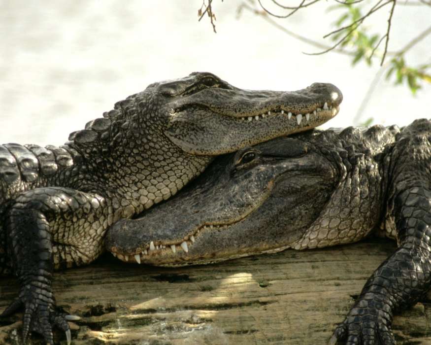 Animaux,Crocodiles