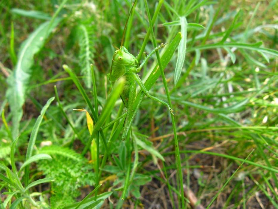 Plantes,Herbe,Insectes,Grasshoppers
