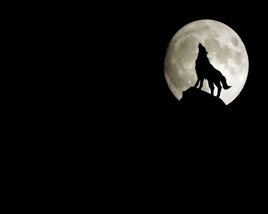 Animaux,Loups,Lune