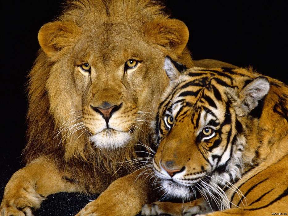 Animaux,Lions,Tigres