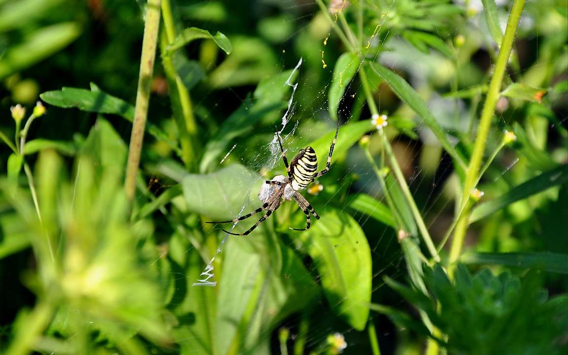 Insectes,Araignées