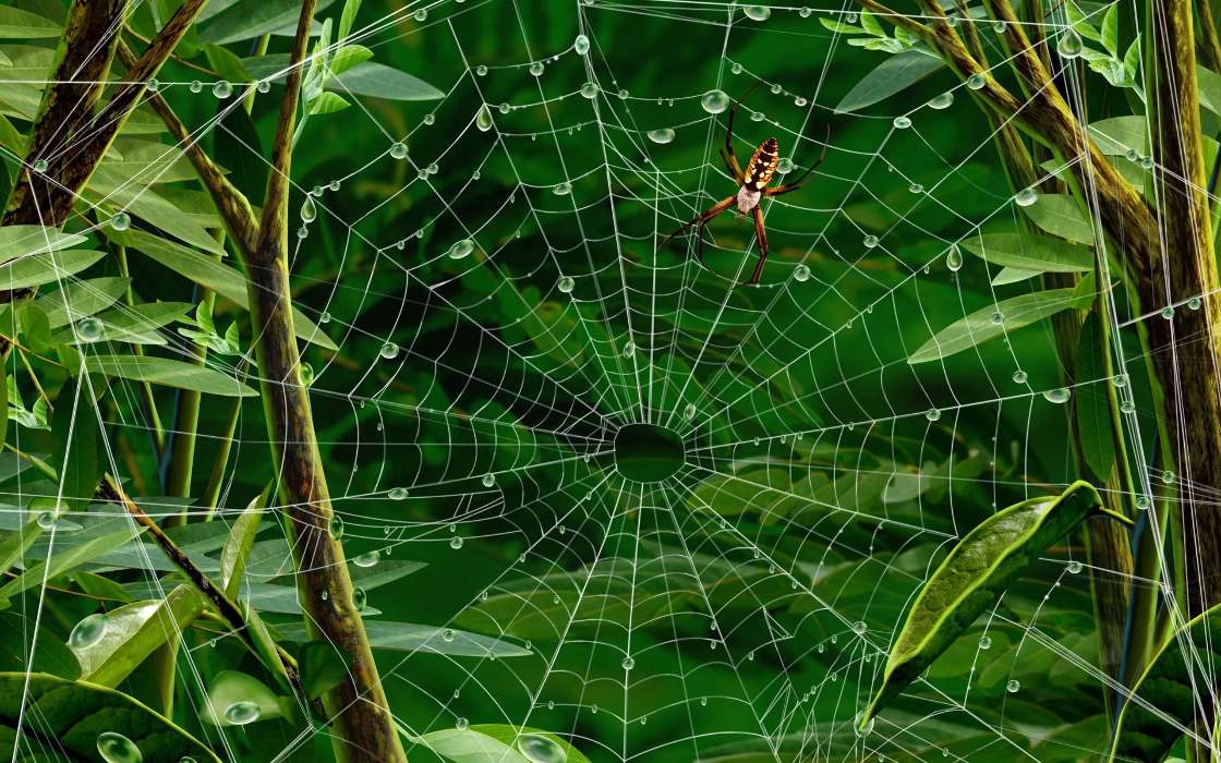 Insectes,Web,Araignées,Dessins