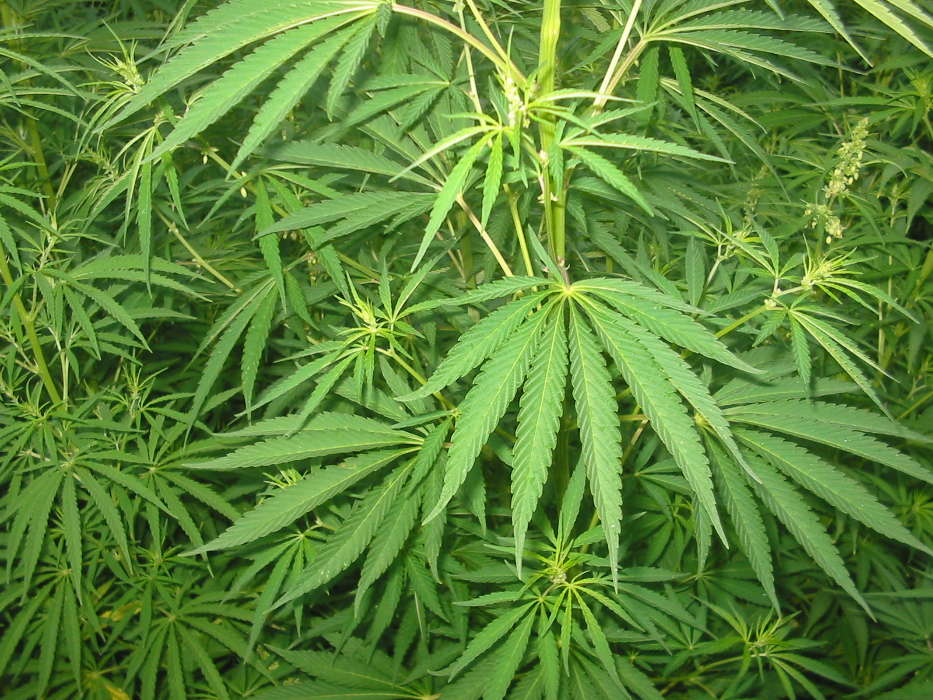Plantes,Le cannabis
