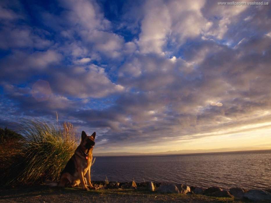 Paysage,Chiens,Animaux